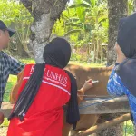 Mahasiswa KKN Tematik Fakultas Peternakan Unhas bersama petugas memvaksin sapi, memperkuat kesehatan ternak dan kesejahteraan peternak berkelanjutan. (Foto: Dok.Pribadi).